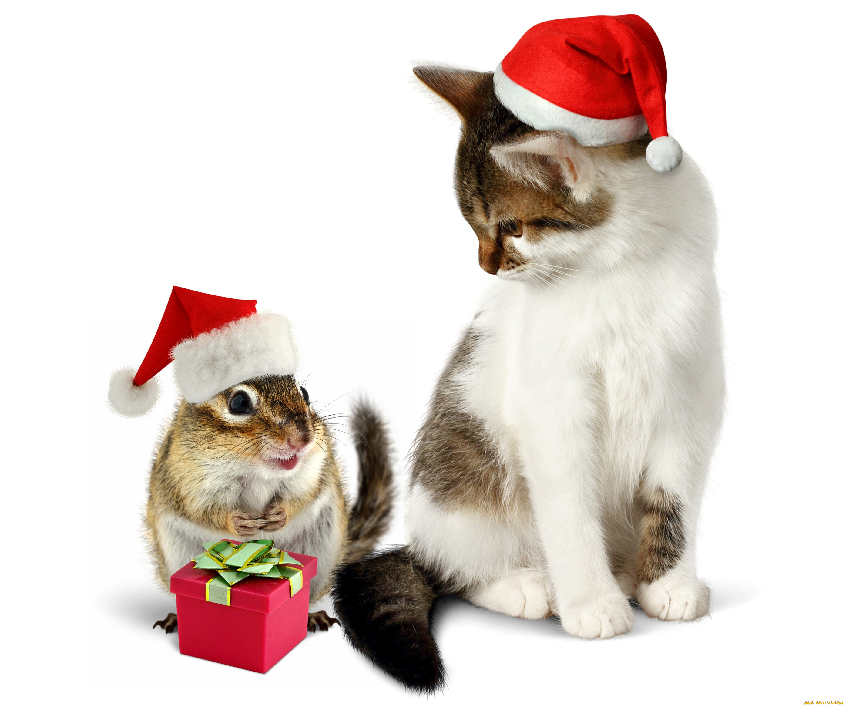 ,  , , , , , , new, year, , gift, , cat, christmas, , 